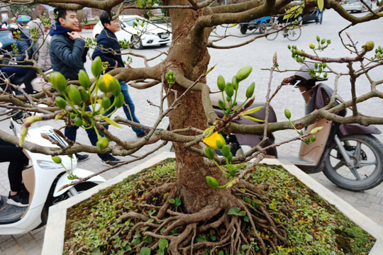 Cây mai khủng được đại gia Ninh Bình mua giá 180 triệu đồng